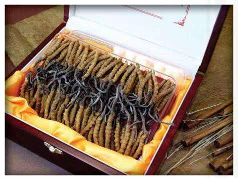 西沙冬虫夏草回收